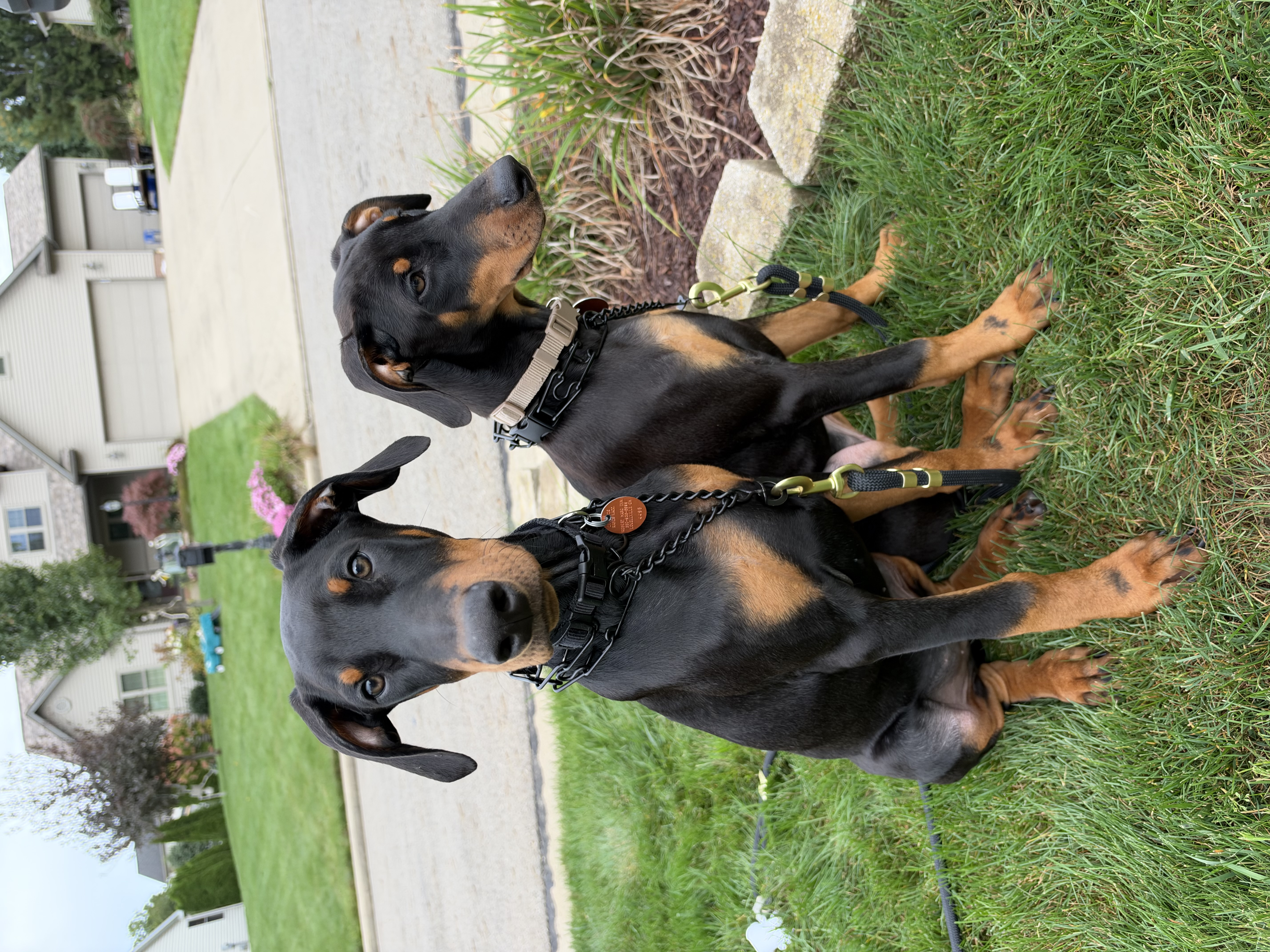Kingslee and Roman, photo 13