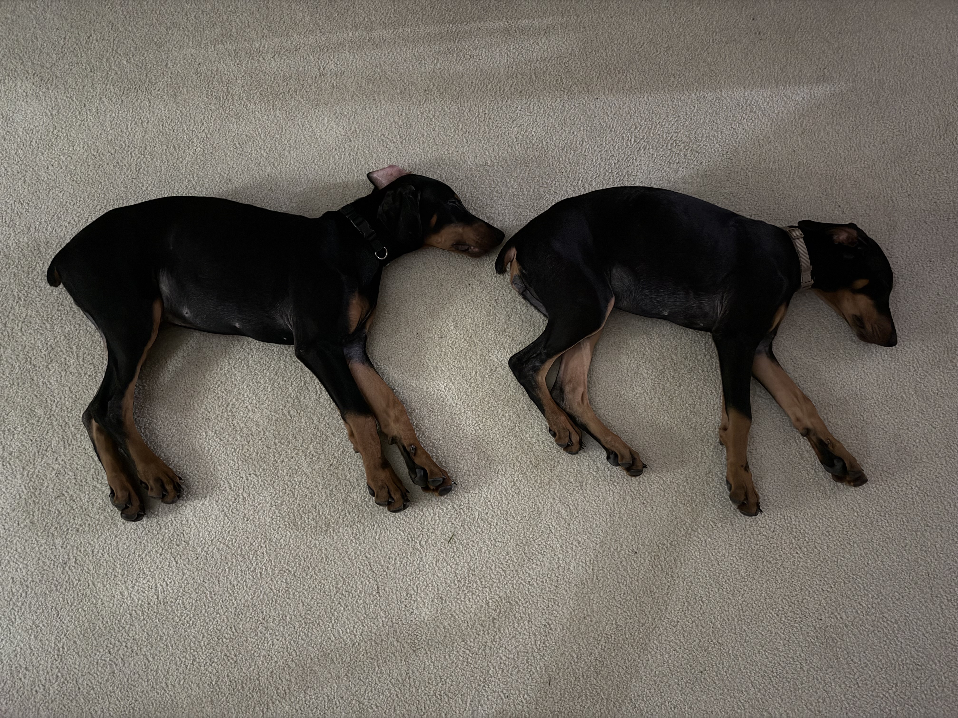 Kingslee and Roman, photo 16