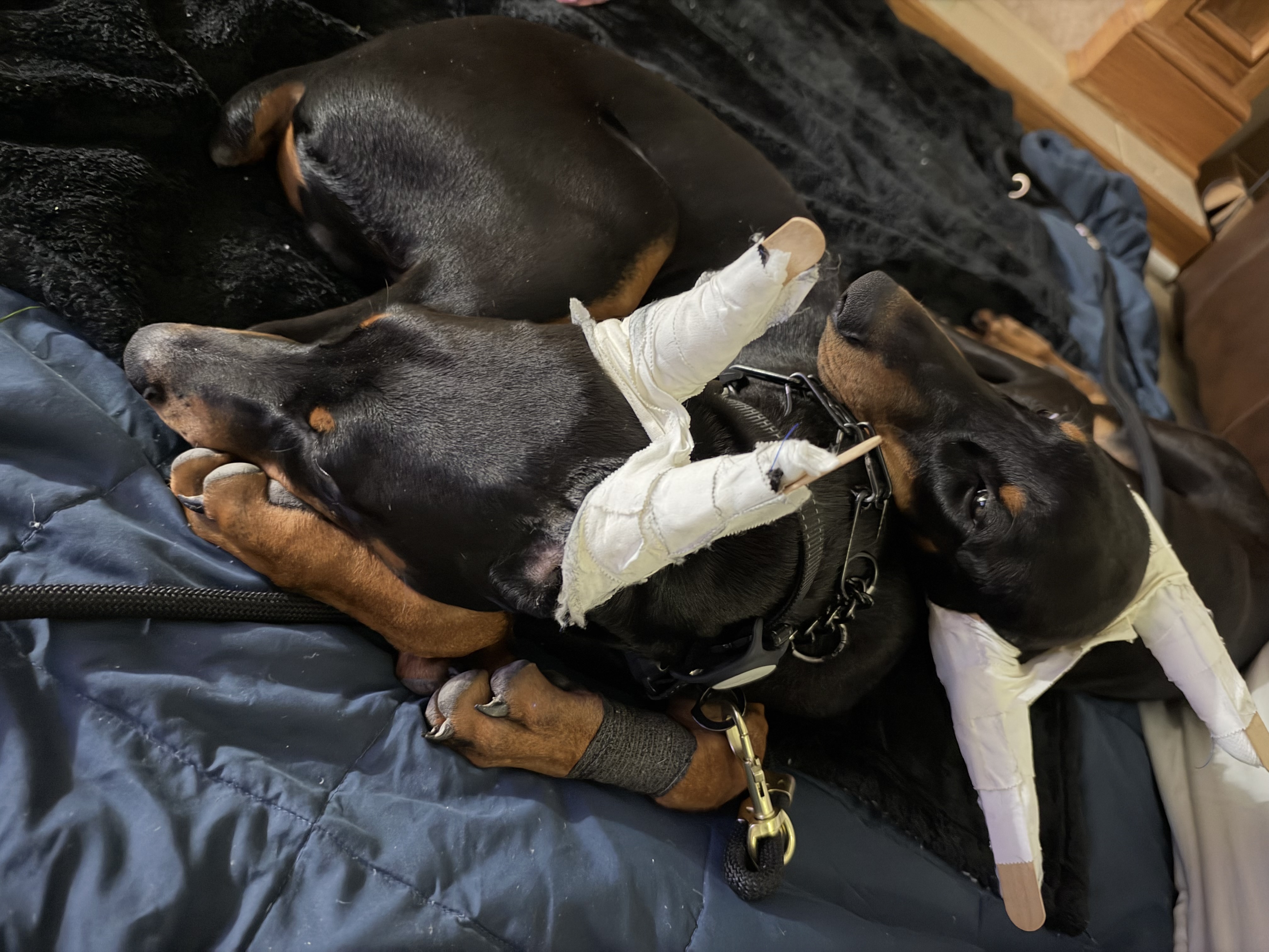 Doberman puppy at home