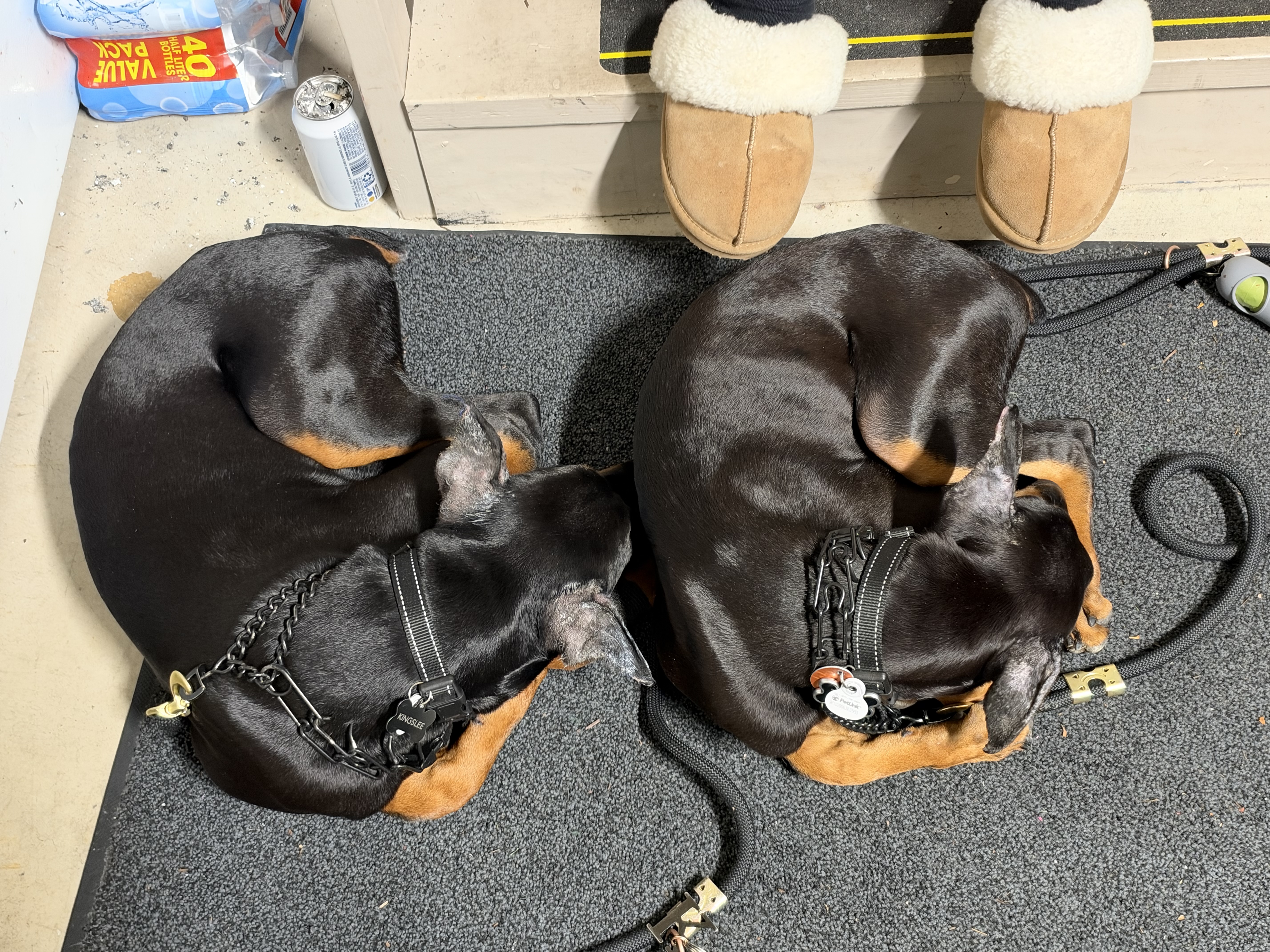 Doberman puppy showing cropped ears